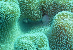 Cowries in toad stool. The Bounty, Gili Islands, Indonesia by Hanno Erlmann 